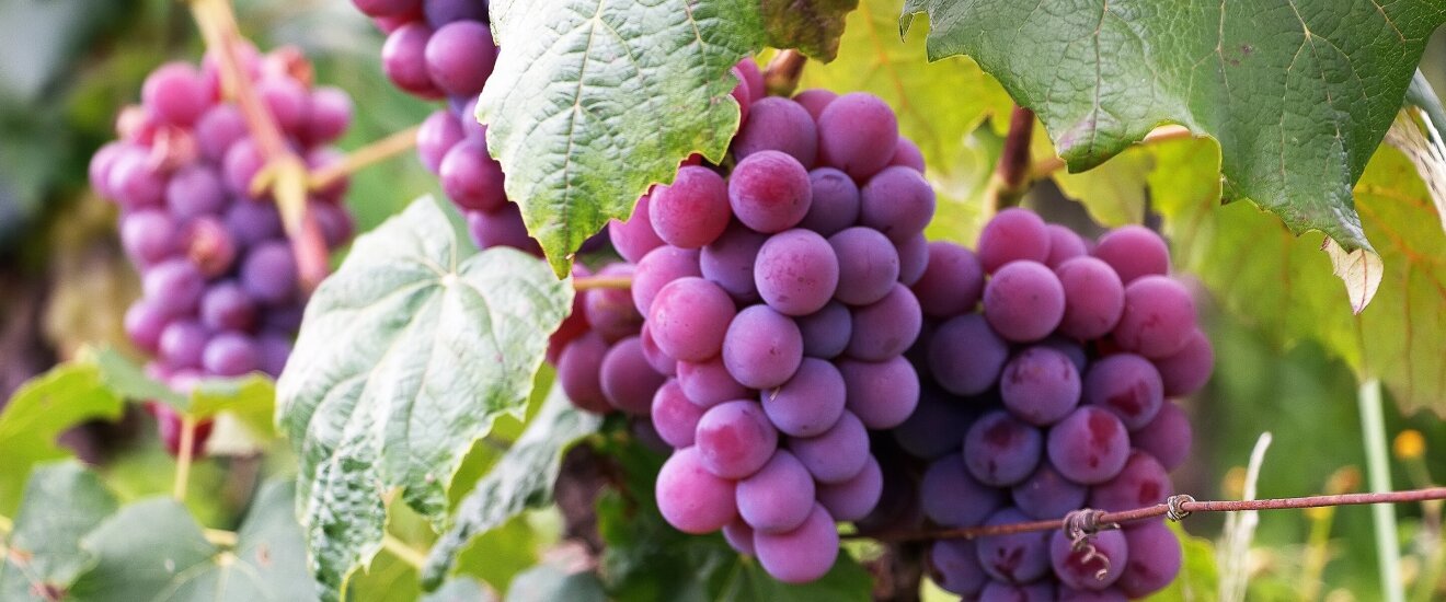 винный сорт винограда
